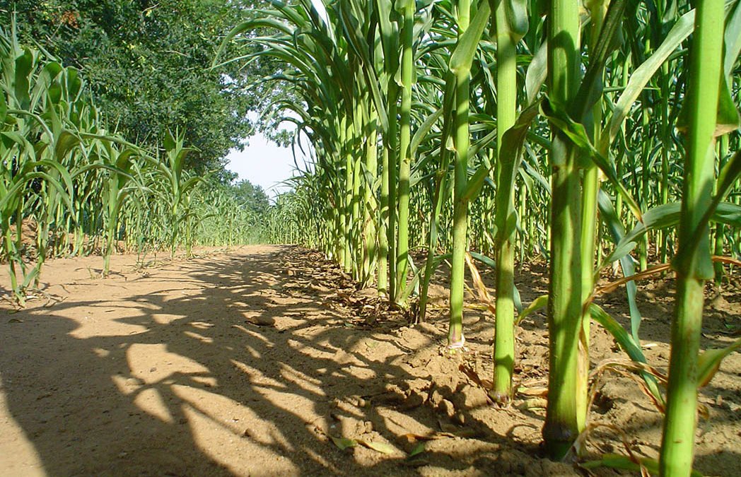 Municipal biosolides: what is the best option to slow down climate change?