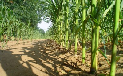 Biosolides municipaux – Quelle est la meilleure option pour le climat?