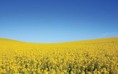 Présence de PFAS dans les biosolides : portrait de situation