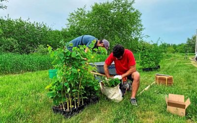 Viridis environnement, contributeur d’un projet de plantation d&rsquo;arbres à Alma
