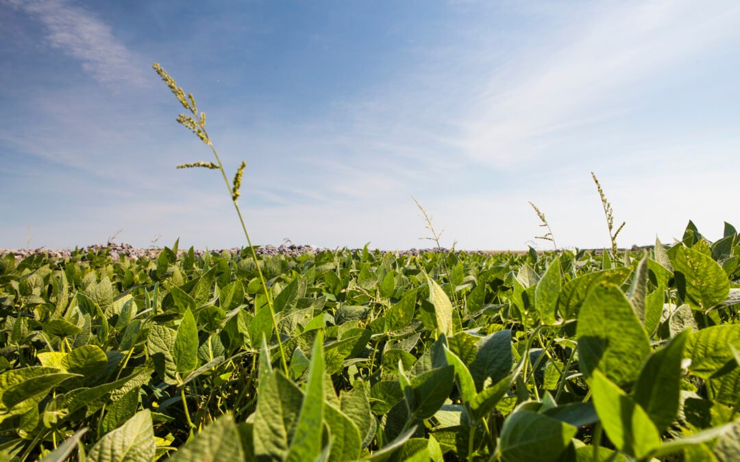 Viridis compte demeurer un acteur responsable, impliqué dans la collaboration pour un encadrement qui évolue avec la science