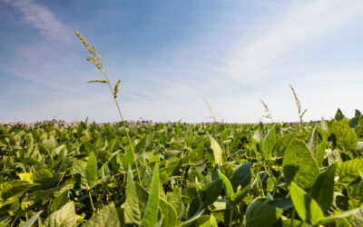 Viridis compte demeurer un acteur responsable, impliqué dans la collaboration pour un encadrement qui évolue avec la science