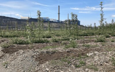 Fonderie Horne | Viridis partenaire d’un projet qui remporte le Prix Distinction Environnement de l’AMQ